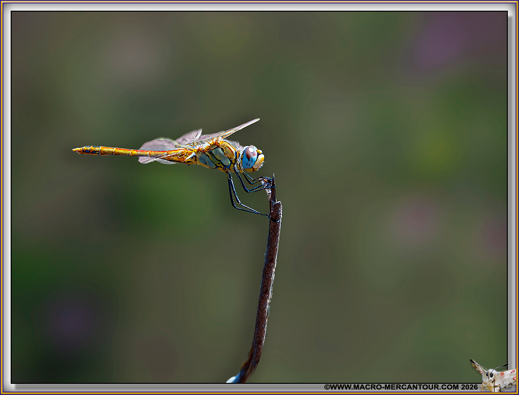 LIBELLULE